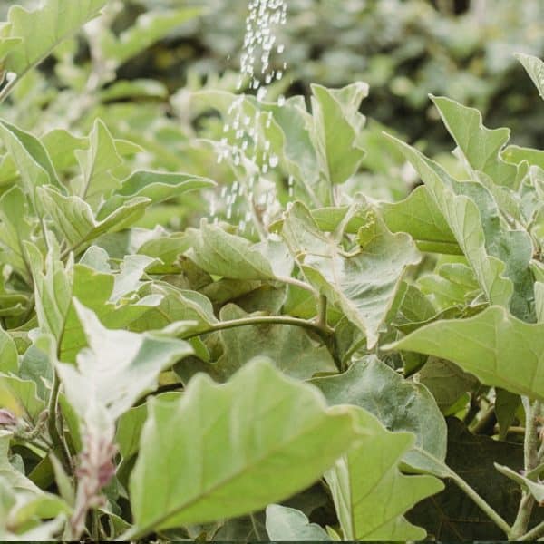 Pulverizador DOMOAGRO PRO 20L - Imagen 2