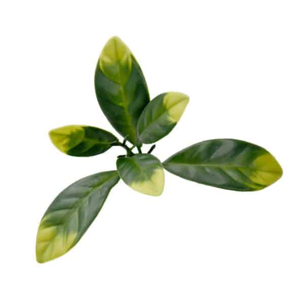 Jardín Vertical LAUREL 4 piezas 50x50cm - Imagen 5