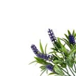 Ramo Artificial LAVANDA Pack 5 Ramos - Imagen 7