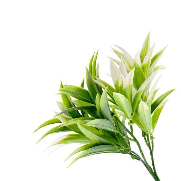 Ramo Artificial PODOCARPUS Pack 5 Ramos - Imagen 7
