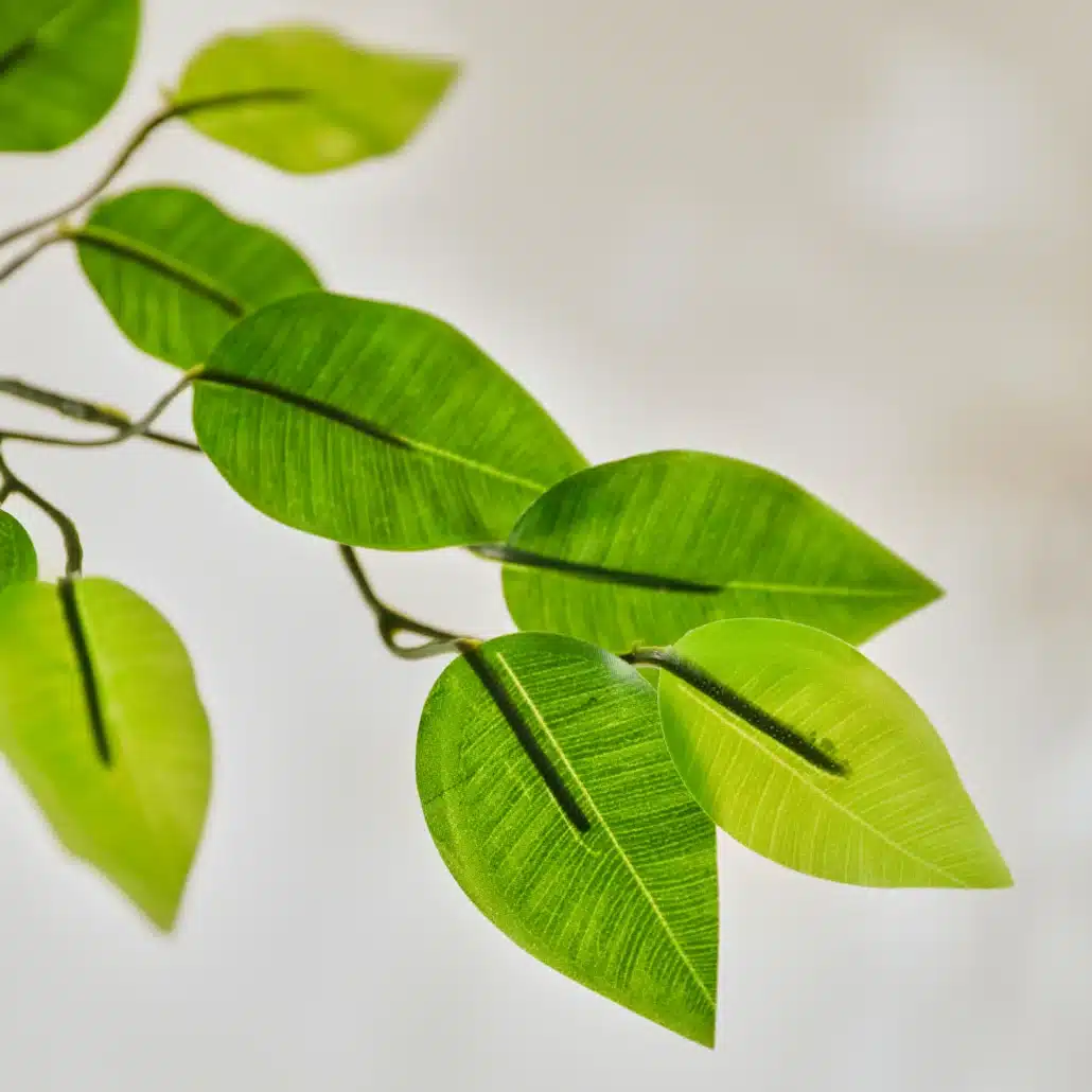Planta Artificial FICUS Nature 180 cm - Imagen 5
