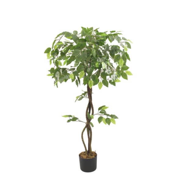 FICUS Deco 120 cm - Imagen 2