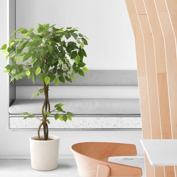 FICUS Deco 120 cm