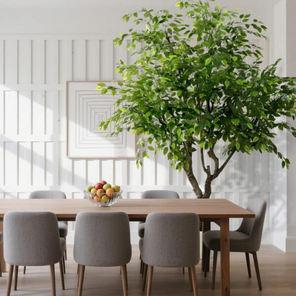FICUS Luxe 250 cm