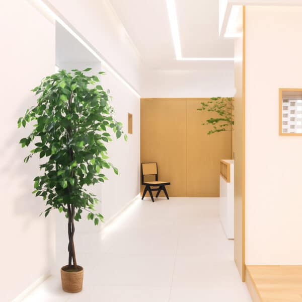 FICUS Nature 180 cm