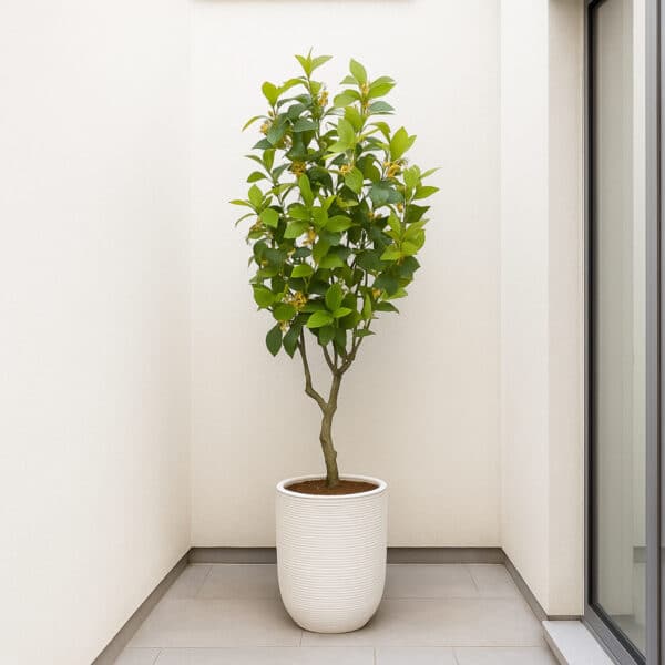 LIMÓN Deco 135 cm