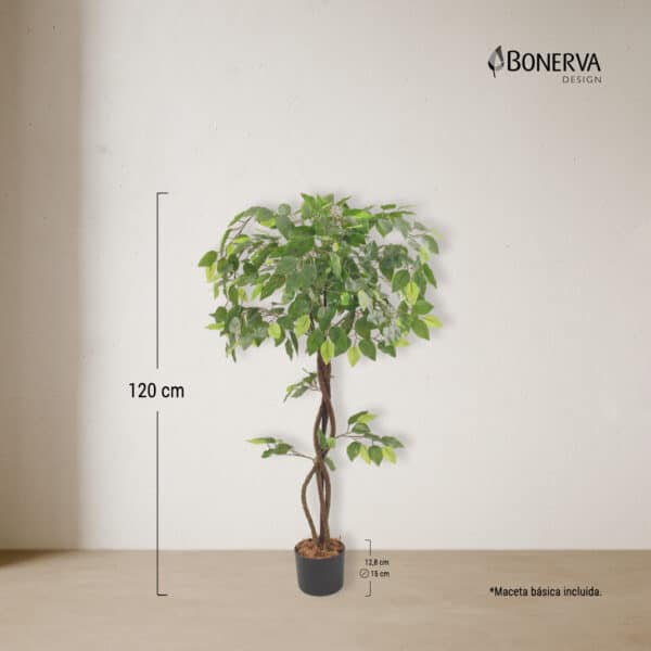 FICUS Deco 120 cm - Imagen 3