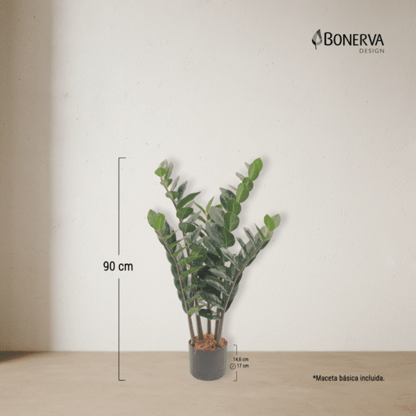 ZAMIOCULCA Deco 90 cm - Imagen 3