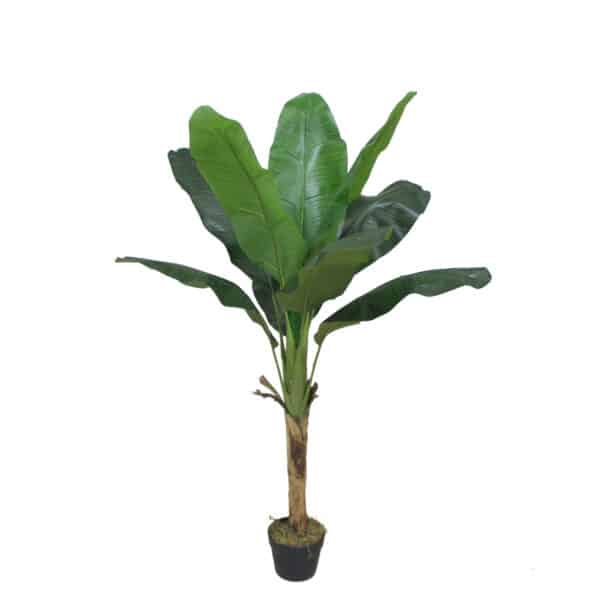 PLATANERA Nature 120 cm - Imagen 2