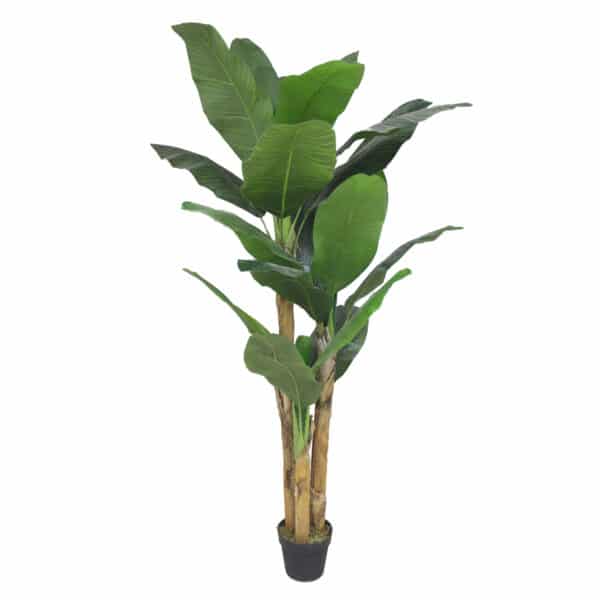 PLATANERA Nature 180 cm - Imagen 2