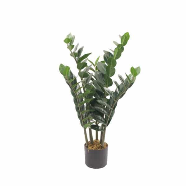 ZAMIOCULCA Deco 90 cm - Imagen 2