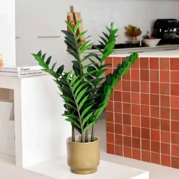 Una planta ZZ de hojas verdes brillantes se encuentra en una maceta beige estriada sobre una repisa blanca en una cocina moderna con detalles de azulejos rojos y armarios blancos visibles al fondo.