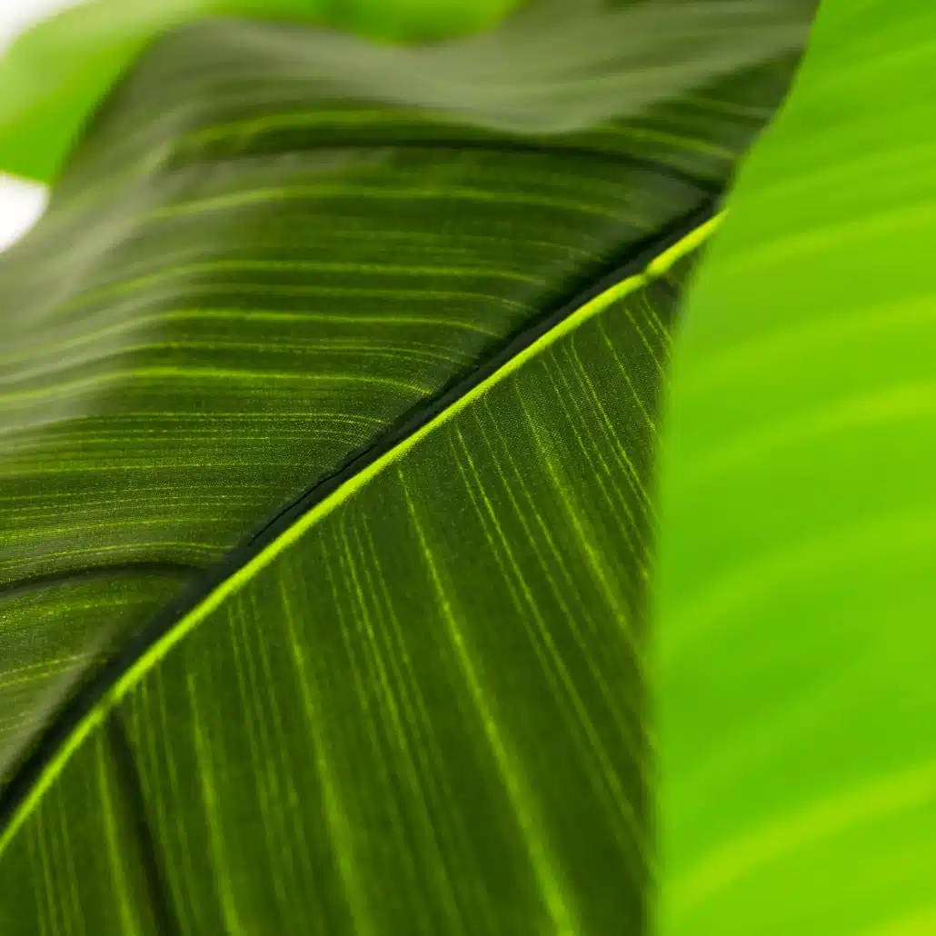 Planta Artificial PLATANERA Nature 120 cm - Imagen 5