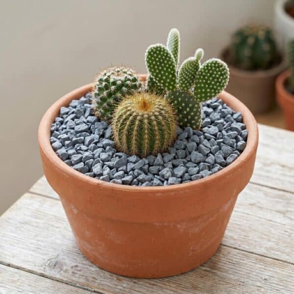 piedra decorativa para interior para decorar maceta cactus