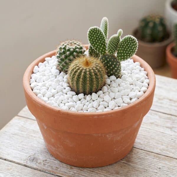 piedra decorativa para interior para decorar maceta cactus