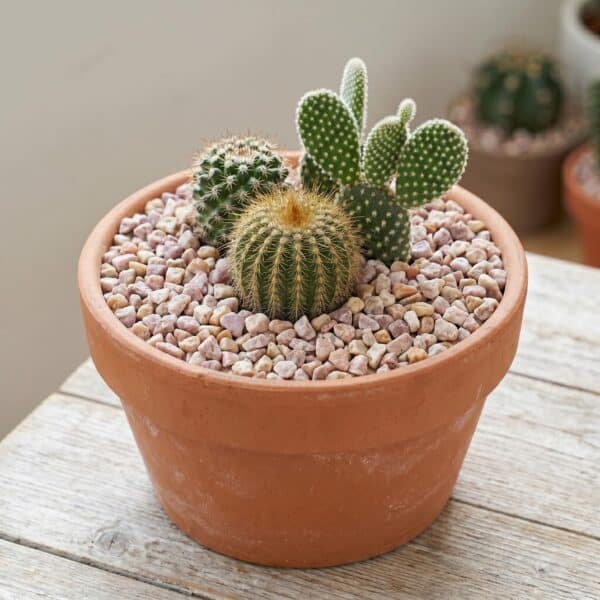 piedra decorativa para interior para decorar maceta cactus