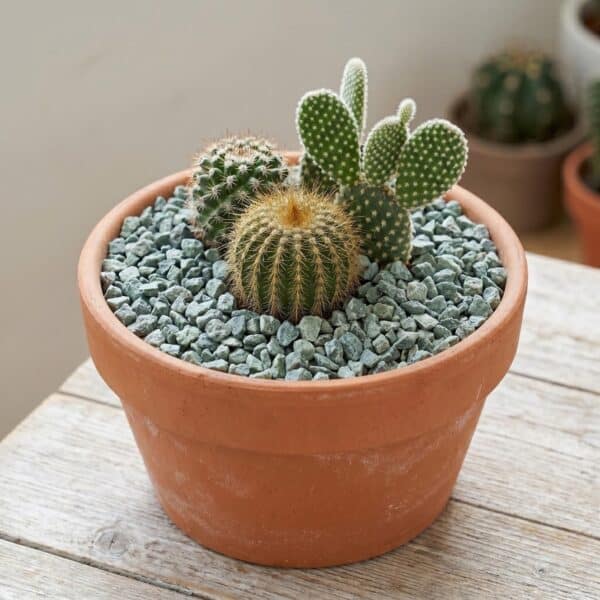 piedra decorativa para interior para decorar maceta cactus